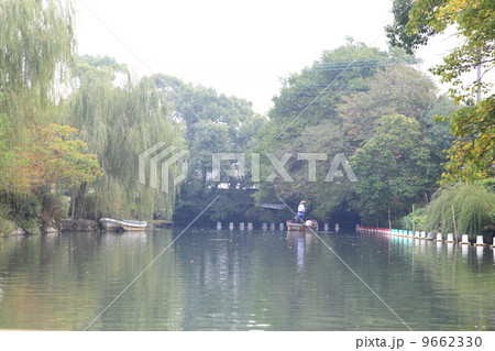 柳川　川下り　柳　 9662330