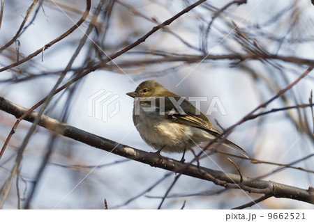 Yellowhammer Yellowhammer 9662521