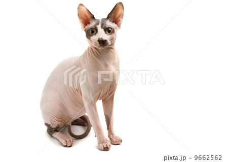 Sphynx 9662562