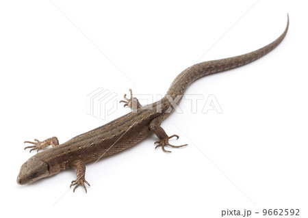 lizard lizard 9662592