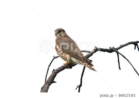 Merlin falcon Merlin falcon 9662593