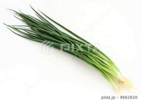 青ネギ 9662630