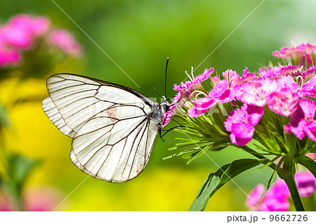 the beautiful white butterfly sits on flowers 9662726