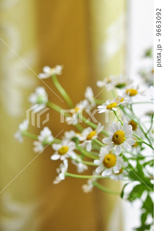 夏白菊 マトリカリアの写真素材