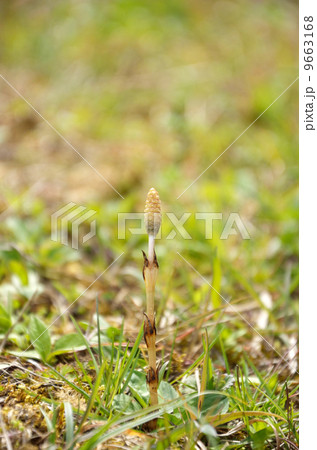 土筆（つくし） 9663168