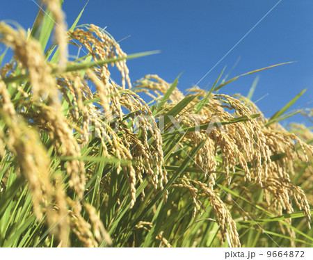 田園風景 田園風景 9664872