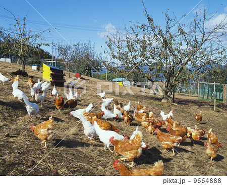 養鶏場 9664888