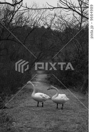 白鳥 白鳥 9664989