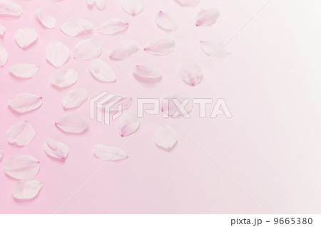 さくらの花びら 9665380