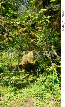 最高の緑 5 最高の緑 5 9665526