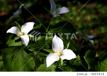 大花エンレイソウの花 9665618