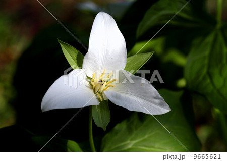 大花エンレイソウの花 9665621