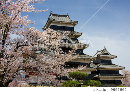松本城と桜 9665662
