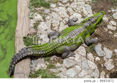Crocodile 9665872