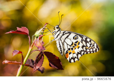 Lime butterfly 9665876