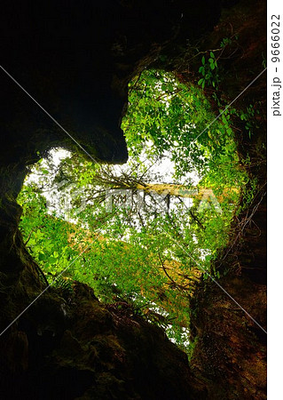 屋久島ウィルソン株ハート 屋久島ウィルソン株ハート 9666022