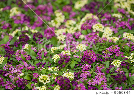 アリッサムの花 9666344