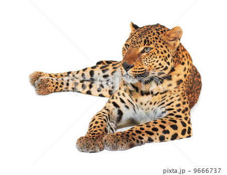 Leopard Leopard 9666737