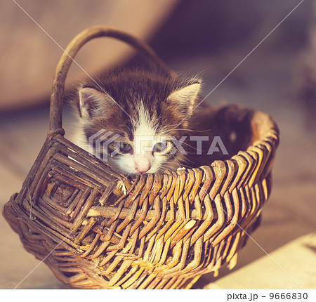 Kitten 9666830