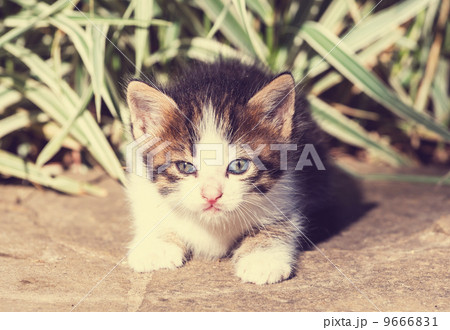 Kitten 9666831