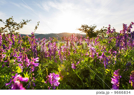 Summer meadow 9666834