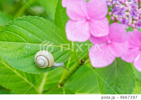 あじさいとカタツムリ あじさいとカタツムリ 9667397