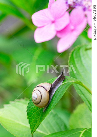 アジサイとカタツムリ 9667398