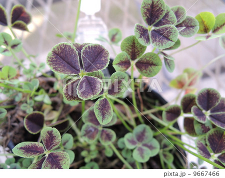 四葉のクローバー 9667466