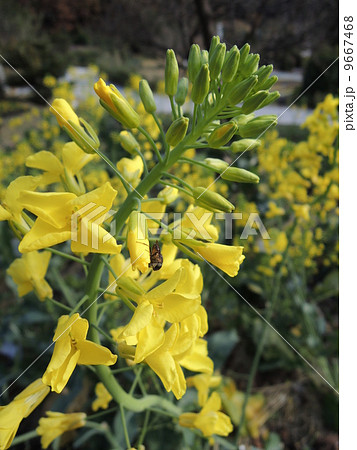 山口県オリジナル野菜 はなっこりーの花 9667468