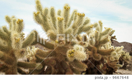 Cholla Cactus 9667648