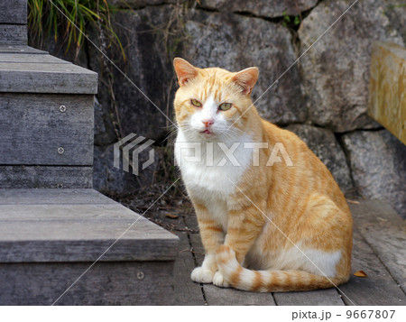 猫 9667807