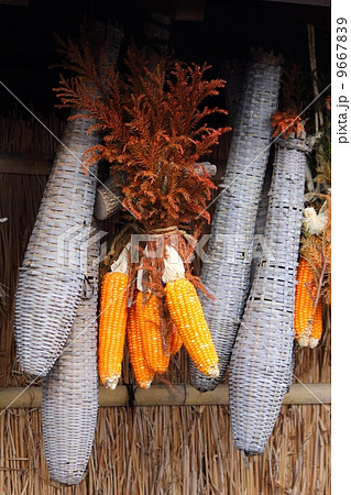 軒下のトウモロコシとビク 軒下のトウモロコシとビク 9667839