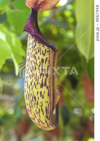 carnivorous pitcher plant carnivorous pitcher plant 9667948