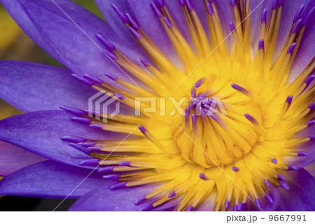 lotus 9667991