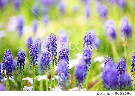 ムスカリ 9668190