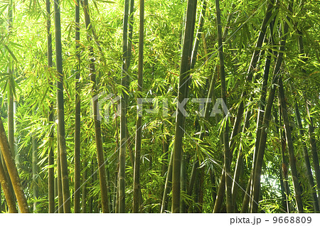 bamboo bamboo 9668809
