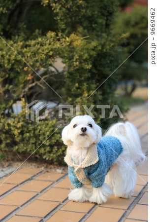 マルチーズ 9669462