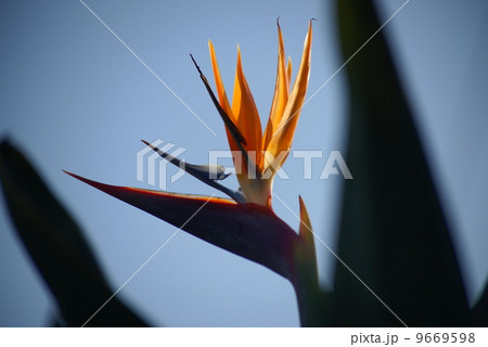 ストレリチア ストレリチア 9669598