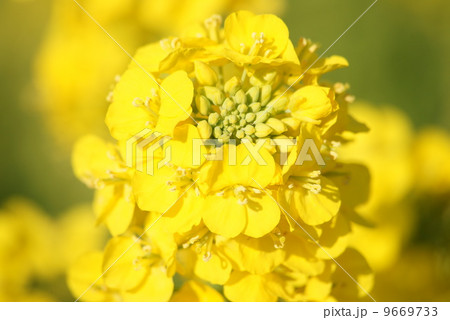 菜の花 菜の花 9669733