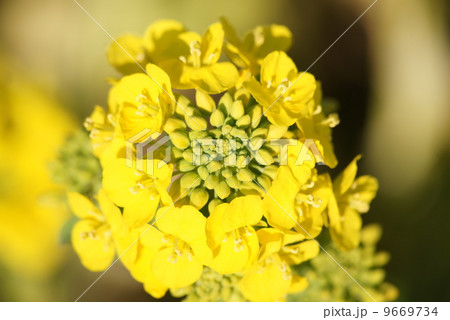 菜の花 菜の花 9669734