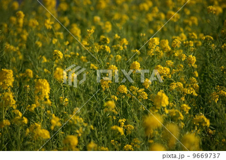 菜の花 9669737