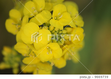 菜の花 9669739