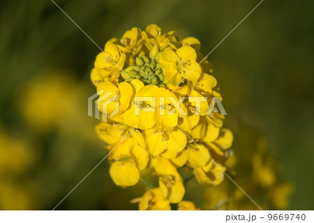 菜の花 9669740