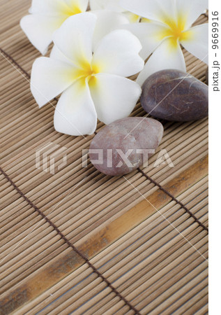 frangipani 9669916