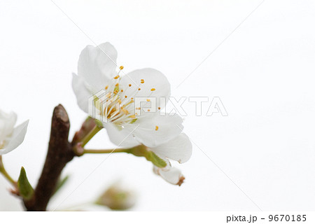 李(スモモ)の花 李(スモモ)の花 9670185