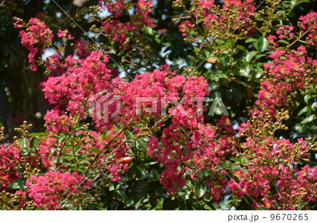 さるすべり 9670265