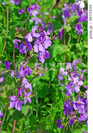 諸葛菜（しょかつさい）、紫花菜（むらさきはなな）、オオアラセイトウ