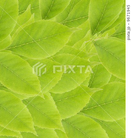 Fresh green leaves 9671945