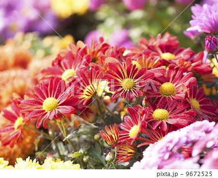 Red flower Red flower 9672525