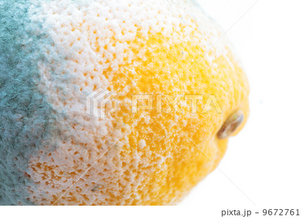 Green moldy lemon citrus fruit isolated. Damaged food. 9672761